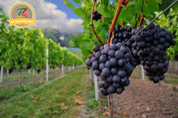 T Malvasia Nera Salento – Dòng vang đỏ đầy quyến rũ đến từ nước Ý