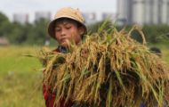 EL Nino khiến nhiều nước tăng mua gạo Việt vài chục lần