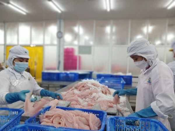 Công nhân đang xử lý cá ba sa tại nhà máy Navico An Giang. Ảnh: Thi Hà