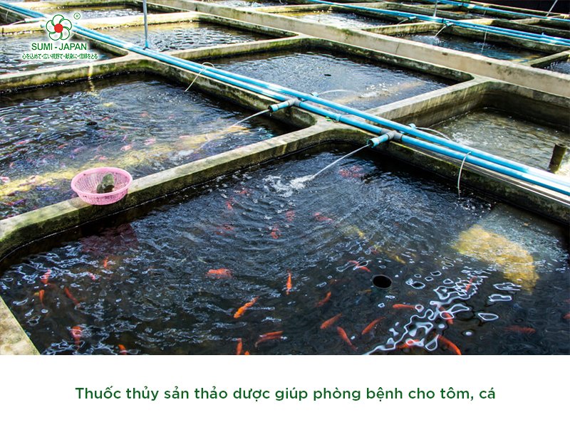 Mua thuốc thủy sản thảo dược ở đâu đảm bảo chất lượng?