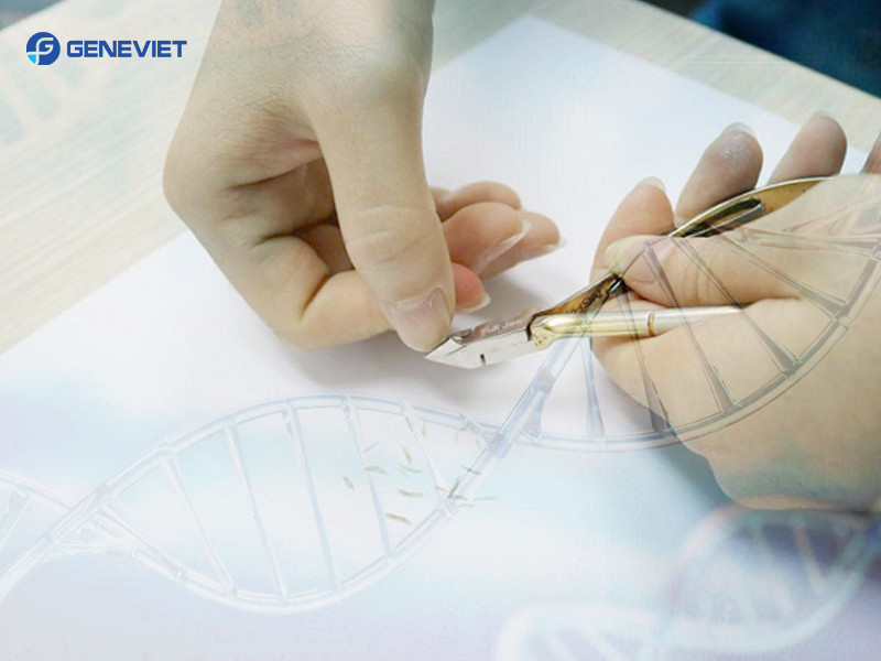 Quy trình lấy mẫu móng tay móng chân xét nghiệm ADN chính xác, đơn giản tại nhà