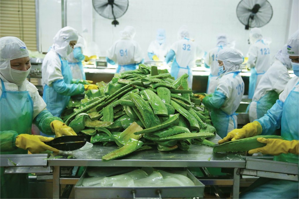 Nhà máy chế biến nha đam tại Ninh Thuận của GC Food. Ảnh: Linh Đan