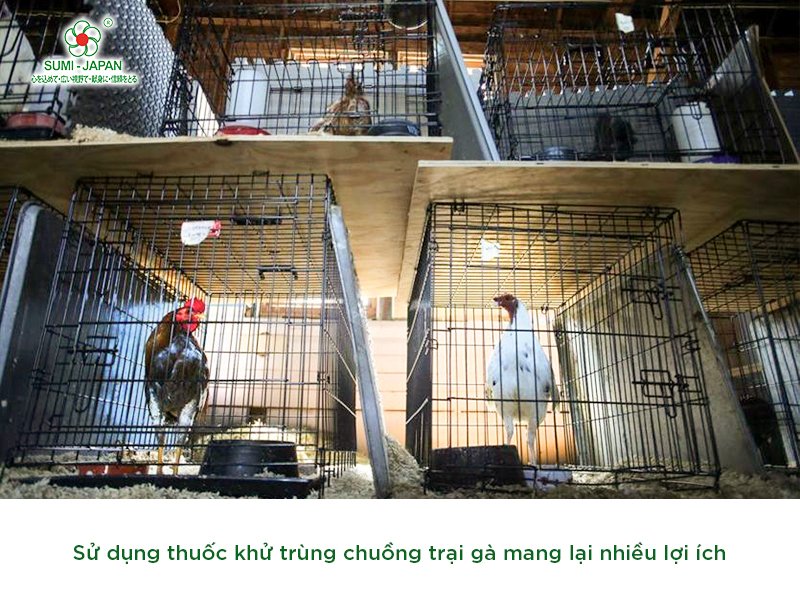 thuốc khử trùng chuồng trại gà