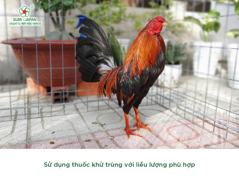 thuốc khử trùng chuồng trại gà