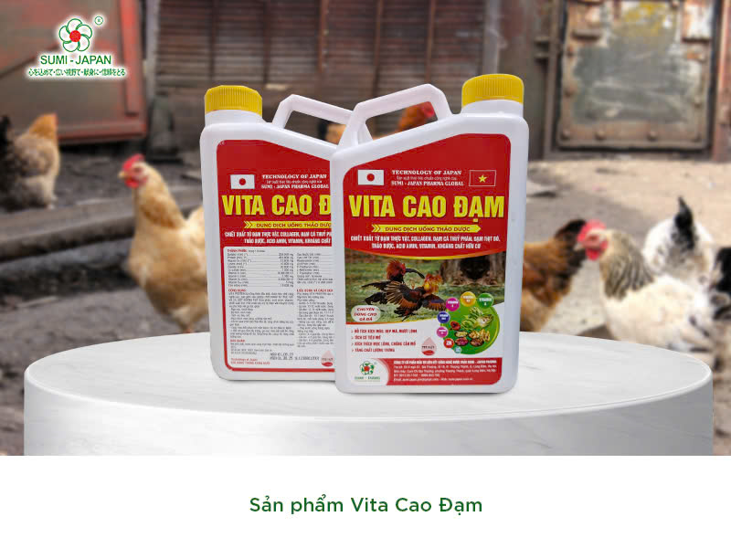 Vỗ béo cho gà cần lưu ý những kỹ thuật nào?